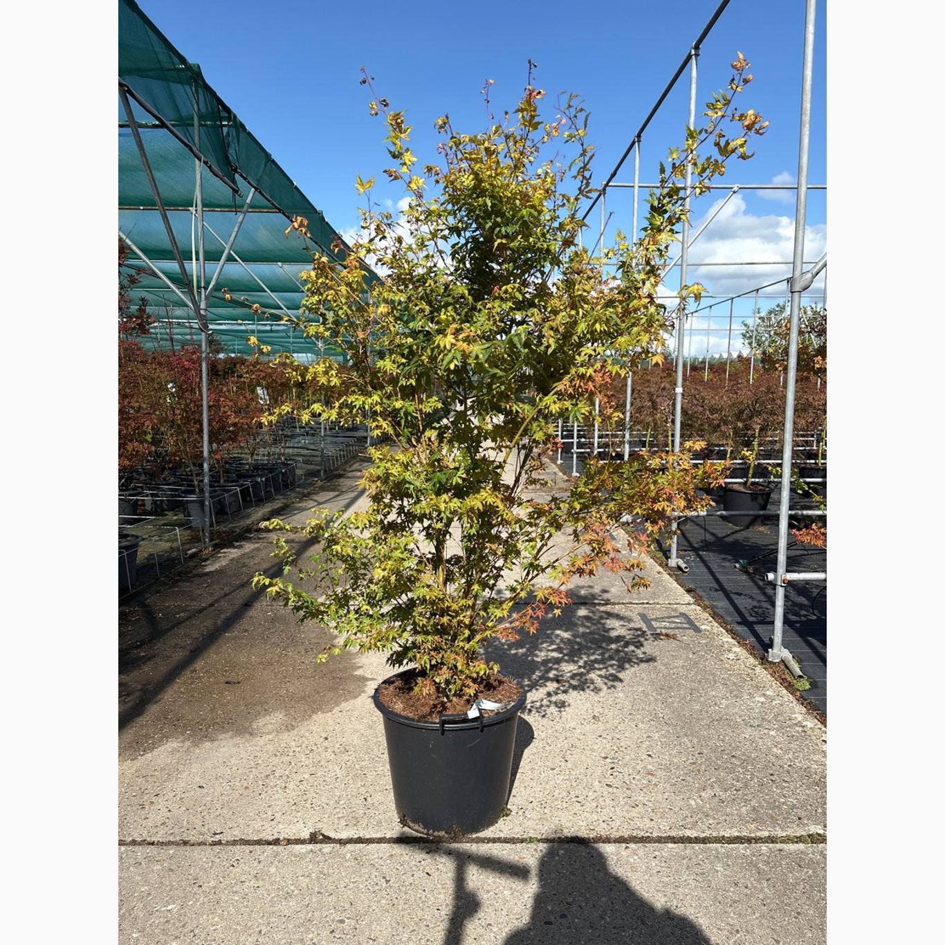 Japansk lönn – Acer pal. 'Katsura' - C30 150-175 CM